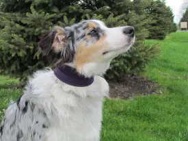 Neck Protectors